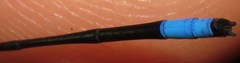 Acanthagrion trilobatum