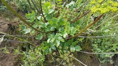 Tauschia arguta