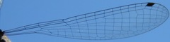 Acanthagrion trilobatum