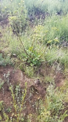 Tauschia arguta