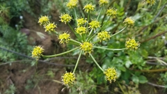 Tauschia arguta
