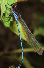 Argia cupraurea