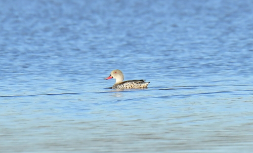 iNaturalist: (c) Ryan Tippett, some rights reserved (CC BY-NC), uploaded by Ryan Tippett iNaturalist image