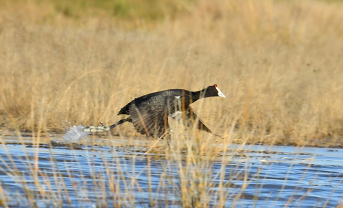 iNaturalist image