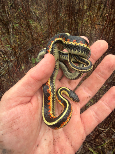 Common Garter Snake