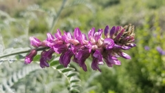 Astragalus brauntonii
