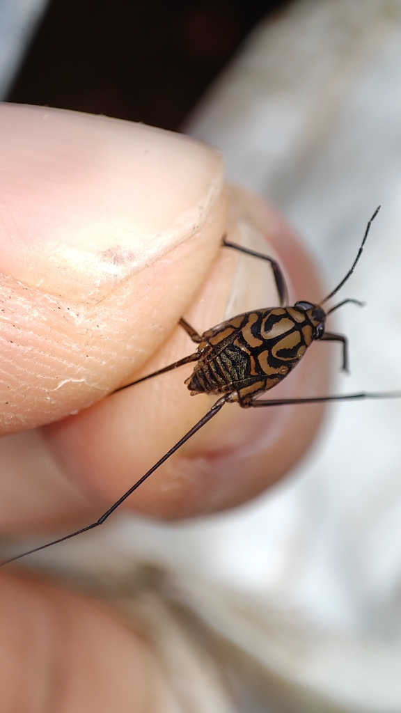 Metrocoris bilobatus