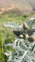 Astragalus brauntonii