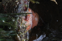 Aplidium solidum