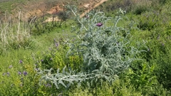 Astragalus brauntonii