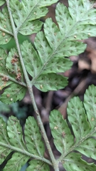 Dryopteris sparsa, photograph (c) 許文俊, some rights reserved (CC BY-SA)