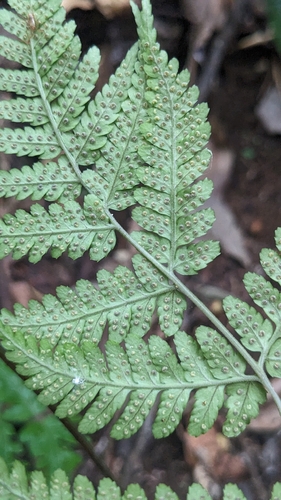 Dryopteris sparsa, photograph 3