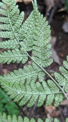 Dryopteris sparsa, photograph (c) 許文俊, some rights reserved (CC BY-SA)