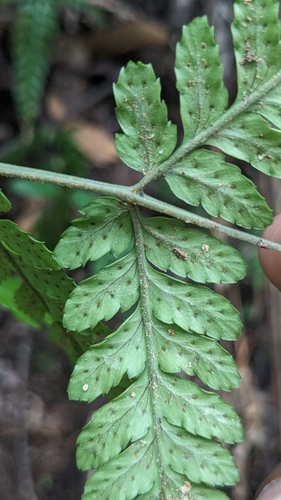 Dryopteris sparsa, photograph 4