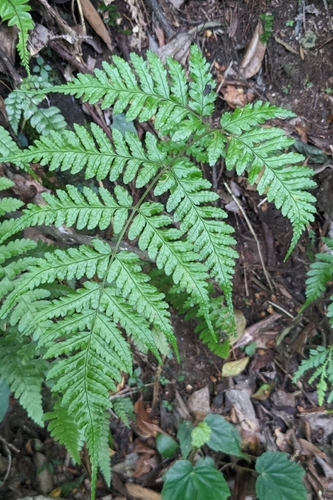 Dryopteris sparsa, photograph 6
