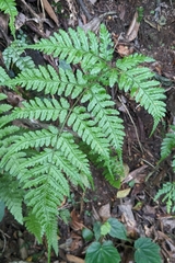 Dryopteris sparsa, photograph (c) 許文俊, some rights reserved (CC BY-SA)