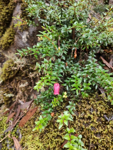 Prionotes cerinthoides observed 2026-05-29