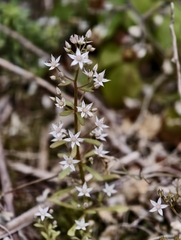 Sedum cepaea, photograph (c) fmunoz, some rights reserved (CC BY)