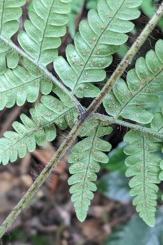 Ctenitis eatonii, photograph 1