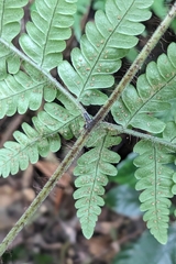 Ctenitis eatonii