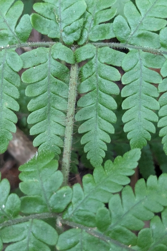Ctenitis eatonii, photograph 4