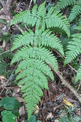 Ctenitis eatonii, photograph (c) 許文俊, some rights reserved (CC BY-SA)