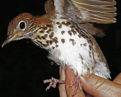Wood Thrush photo 6