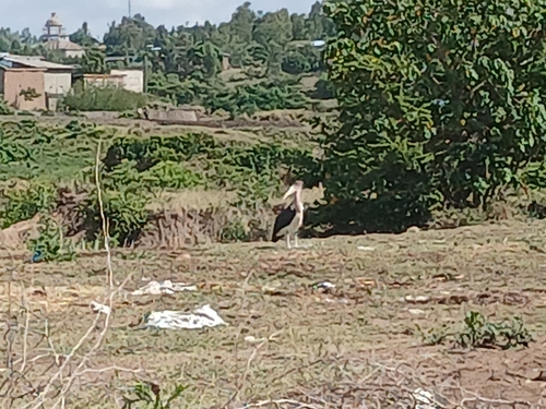 Marabou Stork