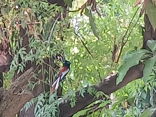 African Paradise-Flycatcher