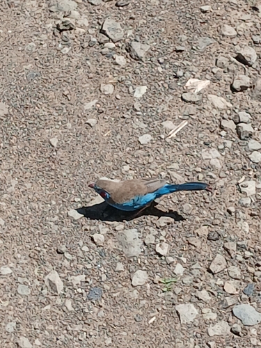 Red-cheeked Cordonbleu