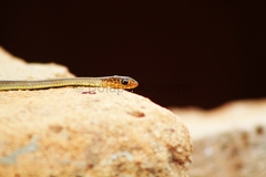 Psammophis