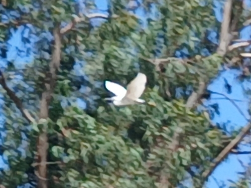 Little Egret