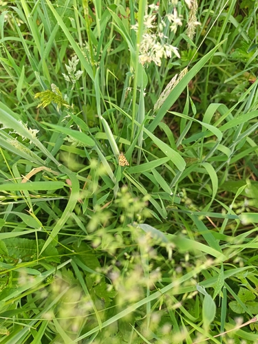 Speckled Yellow