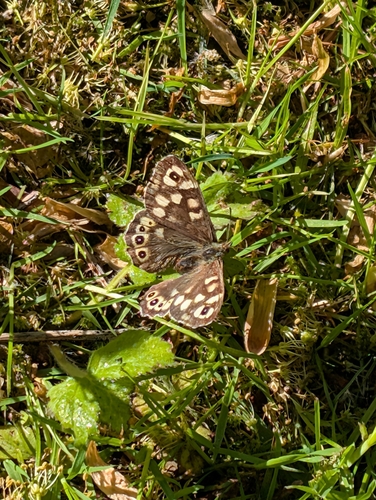 Speckled Wood