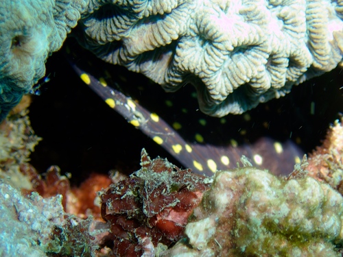 Yellow-spotted moray (Echidna xanthospilos) — Muraenidae — 3