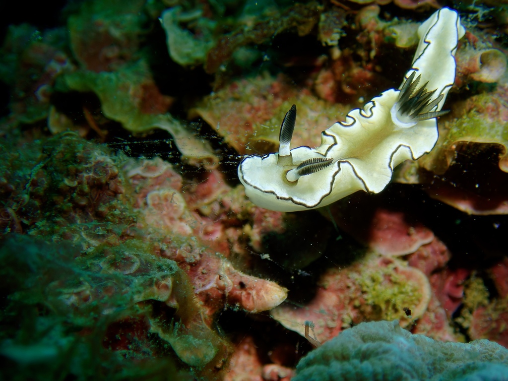 Black-margined Nudibranch