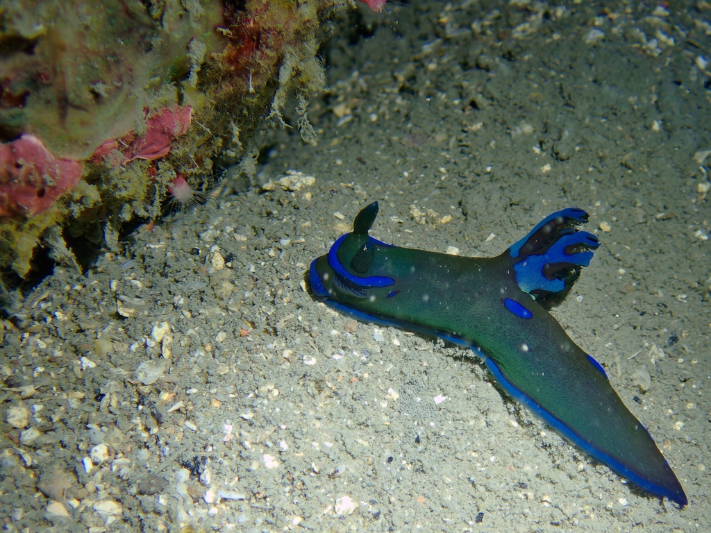 Blue-spotted Wrinkle Dorid