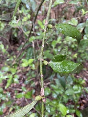 Lasianthus chlorocarpus