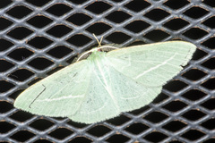 Chlorocoma stereota