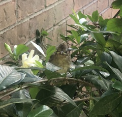 Cardinalis