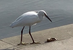 Egretta garzetta