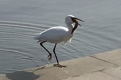 Egretta garzetta