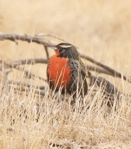 Long-tailed Meadowlark