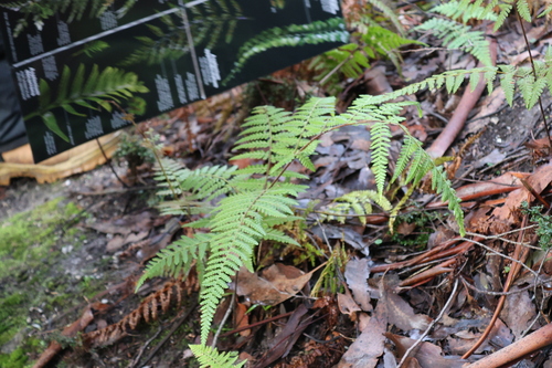 Hypolepis rugosula observed 2026-05-29