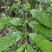 Lasianthus chlorocarpus - Photo (c) depeoples, μερικά δικαιώματα διατηρούνται (CC BY-NC)
