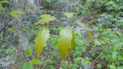 Quercus canbyi