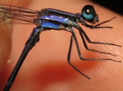 Argia popoluca