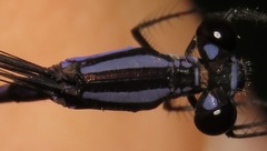 Argia popoluca