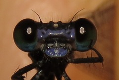 Argia popoluca