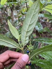 Lasianthus chlorocarpus